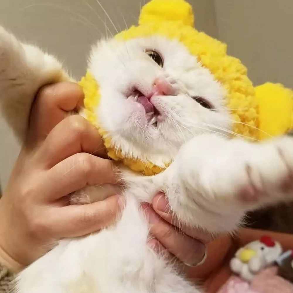 萌喵Fuku