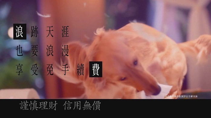 玩衛生紙玩到瘋掉的狗