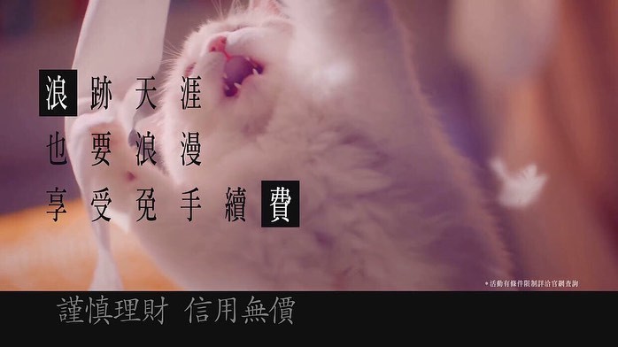 玩衛生紙玩到瘋掉的貓
