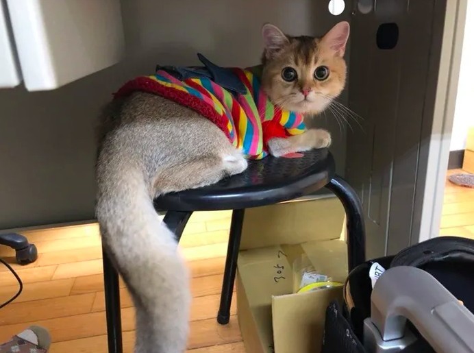 IG @cat_ldb