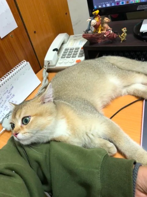 IG @cat_ldb