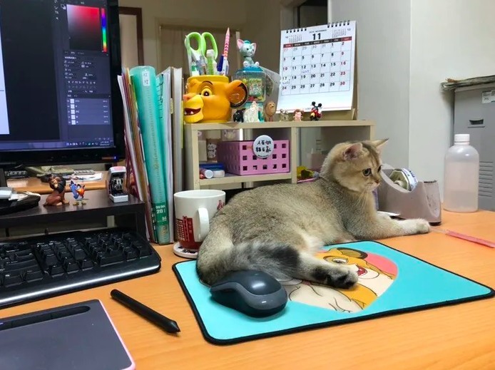 IG @cat_ldb
