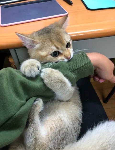 IG @cat_ldb