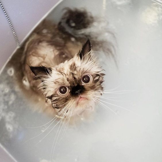 Pinterest