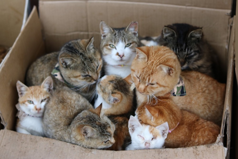 FB 猫の島