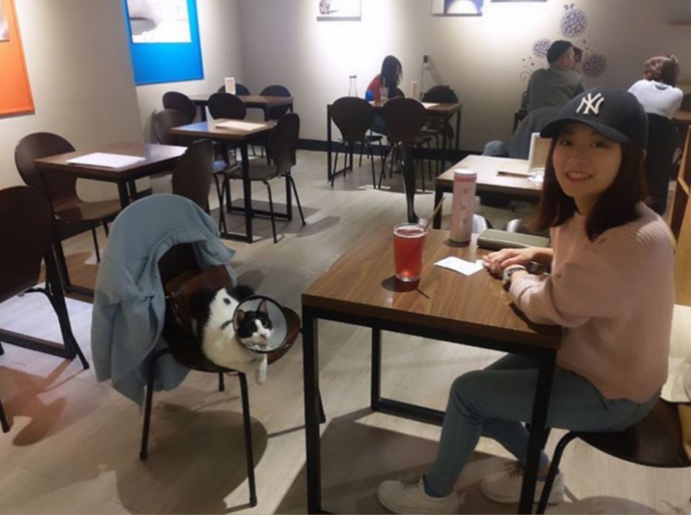 喵編微服私訪