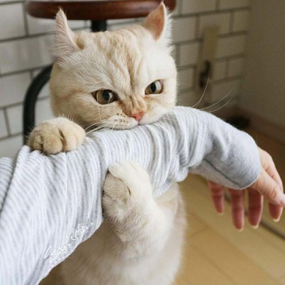 Pinterest