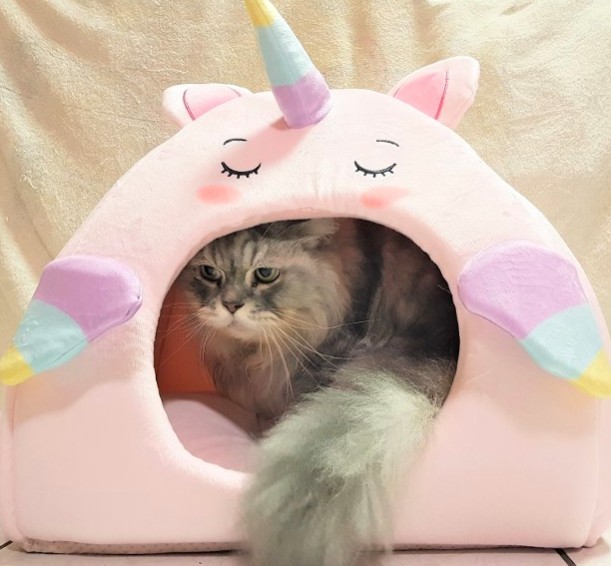 貓窩