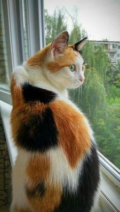 米克斯三花貓