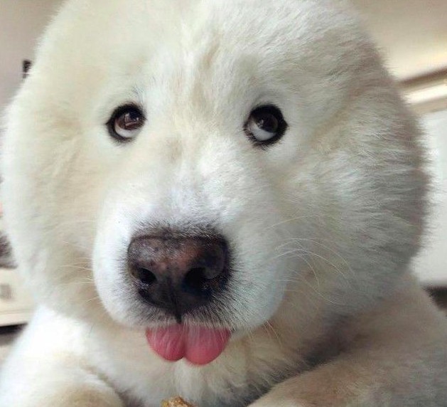 薩摩耶犬