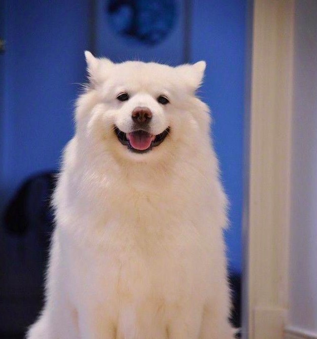 薩摩耶犬