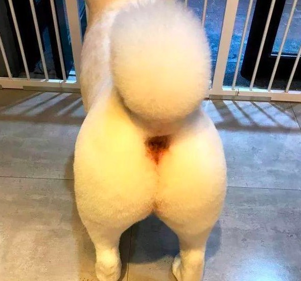 薩摩耶犬