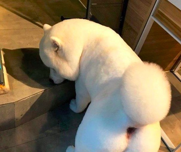 薩摩耶犬