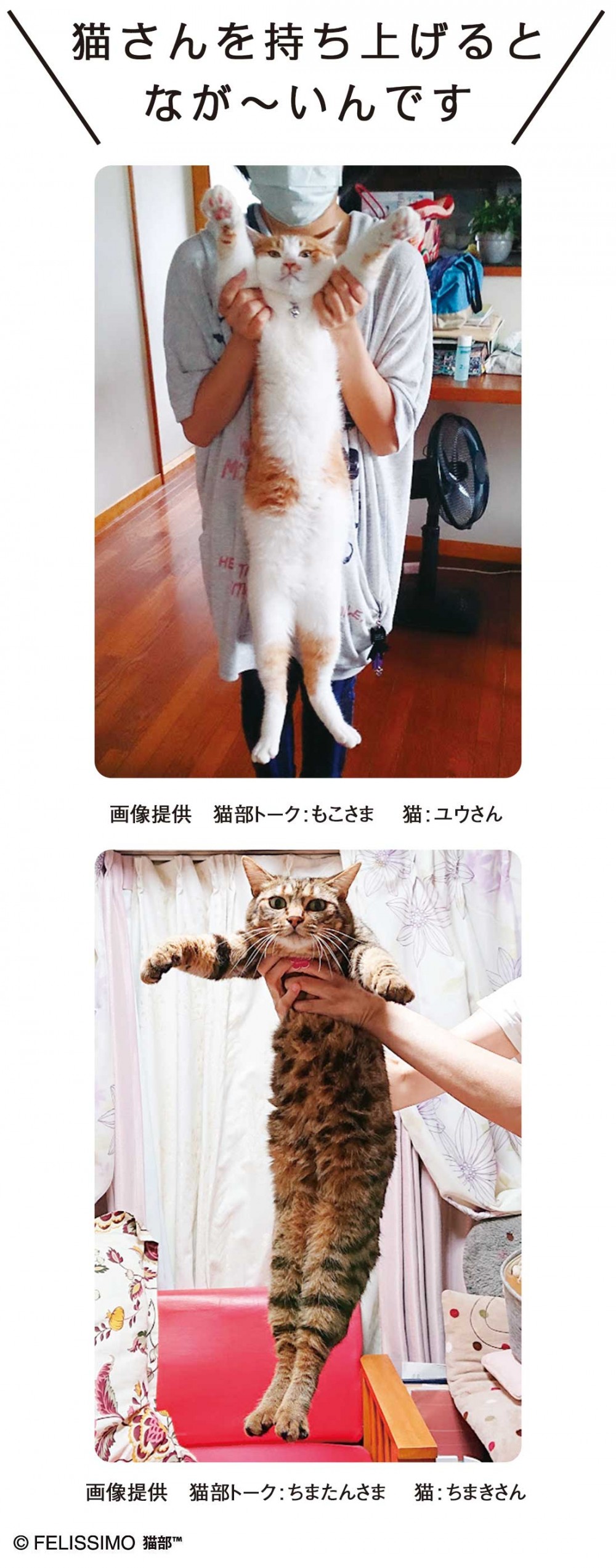 貓毛巾