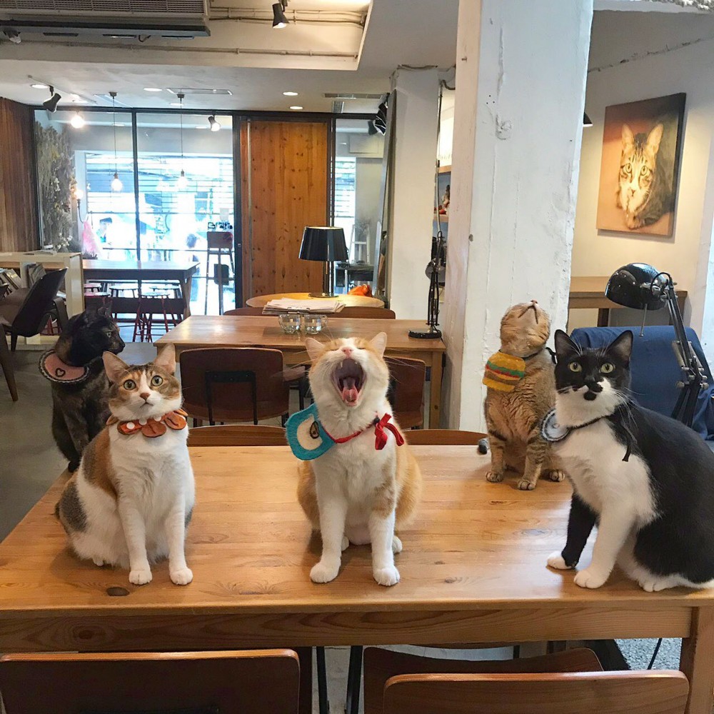 台北貓咪咖啡館