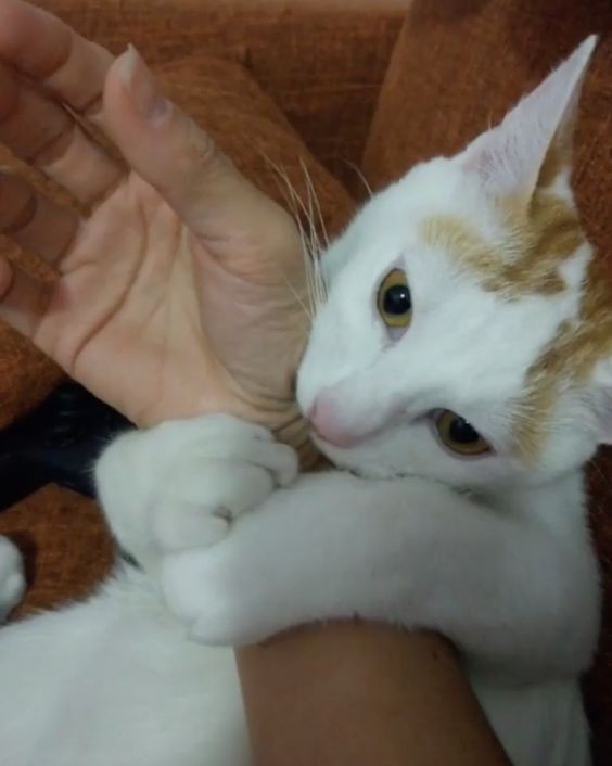 貓咪咬人6種改善辦法