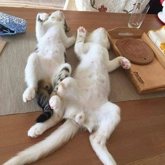 貓咪奶頭有幾個