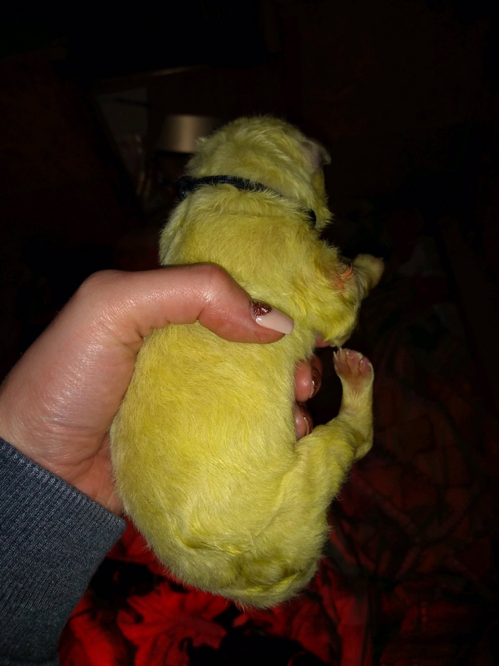 螢光狗狗