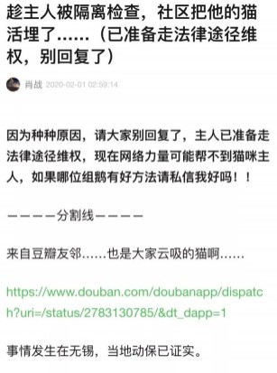 武漢肺炎,貓咪被活埋