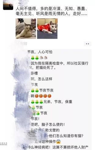 武漢肺炎,貓咪被活埋