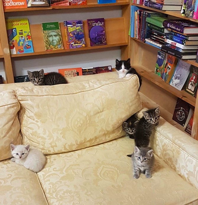 加拿大貓咪中途書店