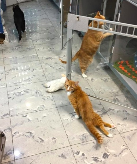 癱瘓小貓