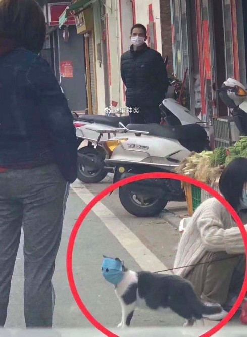 口罩貓
