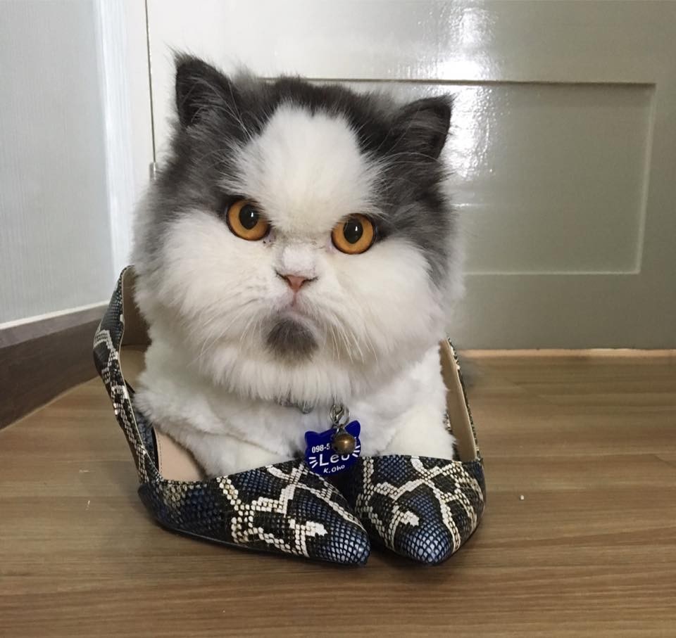 臭臉貓