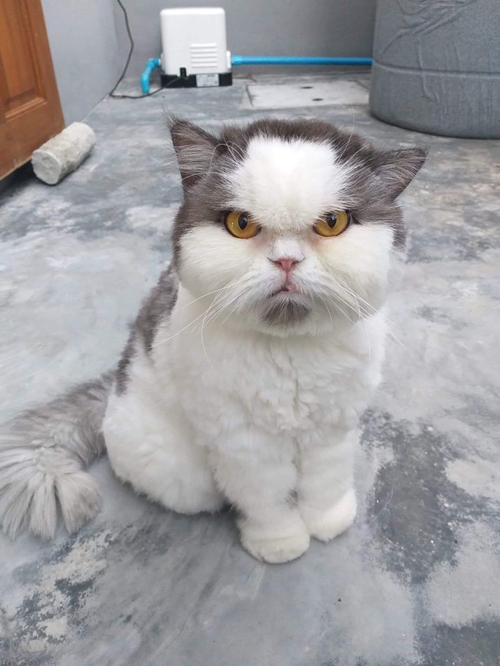 臭臉貓