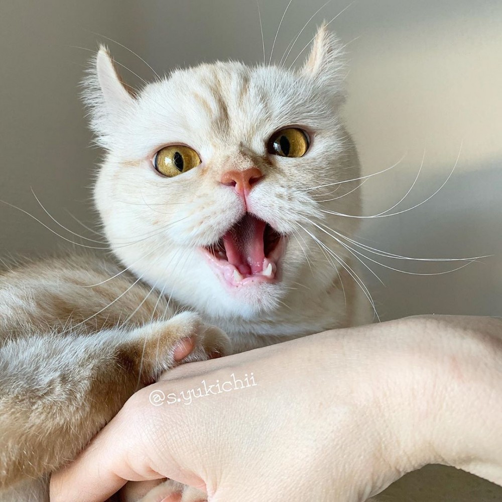 貓咪取名