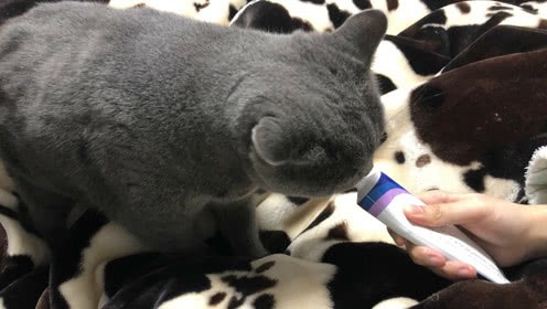 貓化毛膏