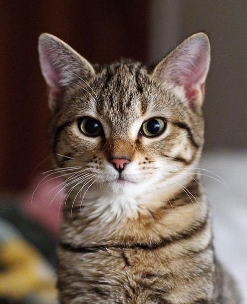 Pinterest