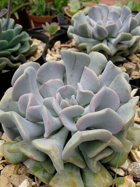 對貓有毒植物
