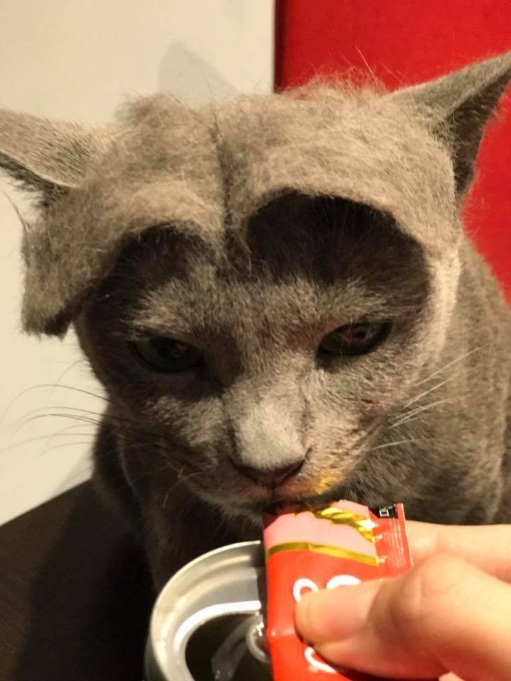 貓咪口罩