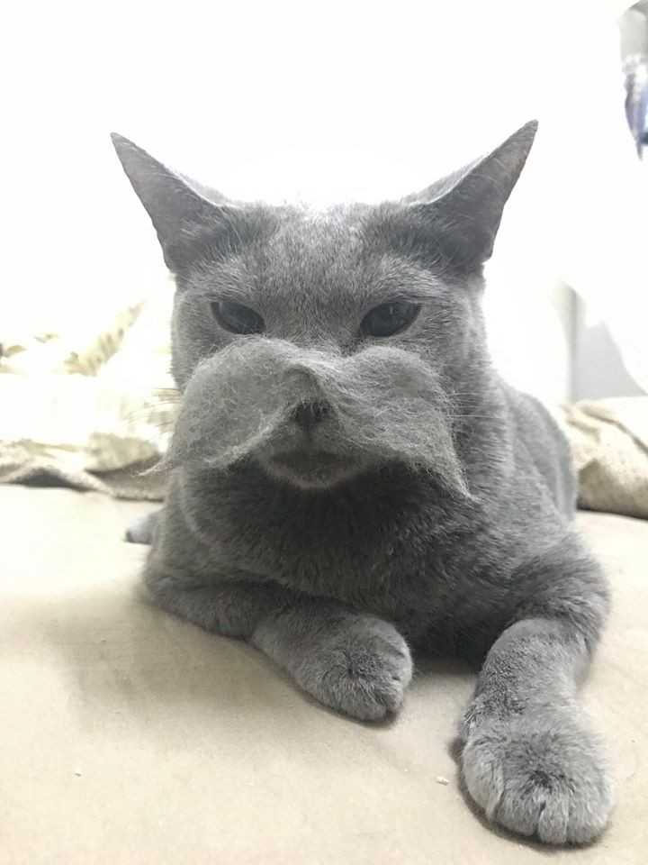 貓咪口罩