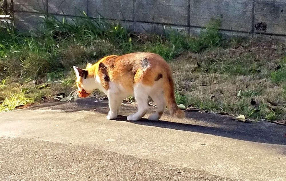 浪漫示愛貓咪