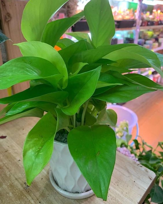 對貓有毒植物