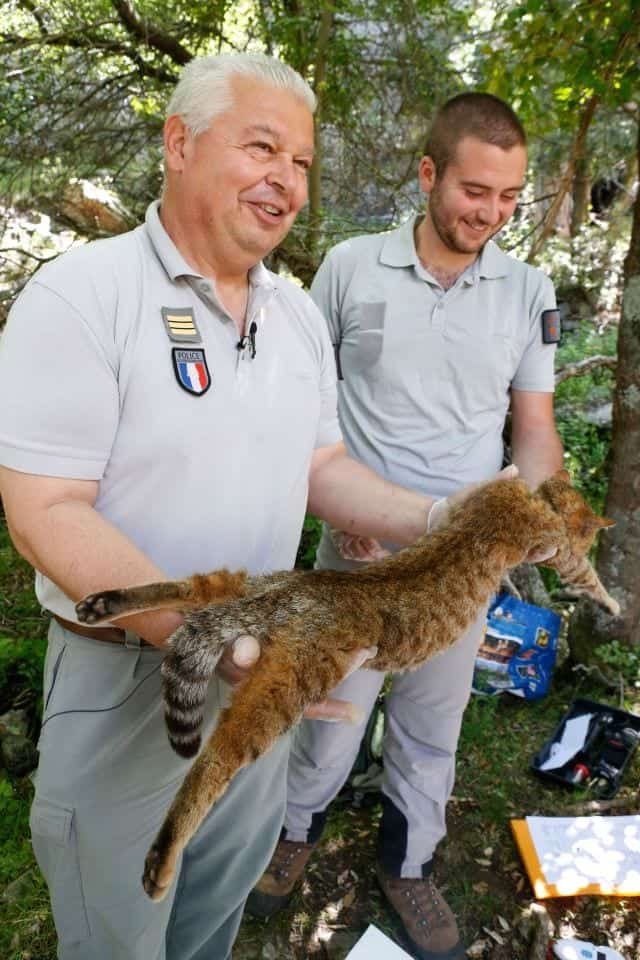 法國狐貓