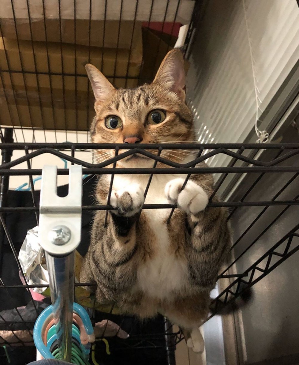 IG/lebron.fatcat