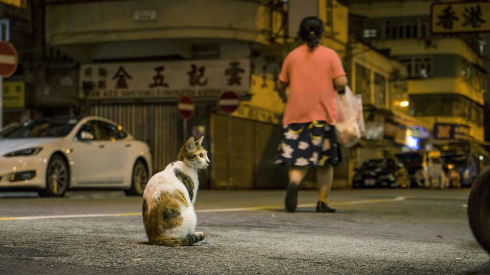 貓咪走失,協尋貓咪,剪刀找貓法