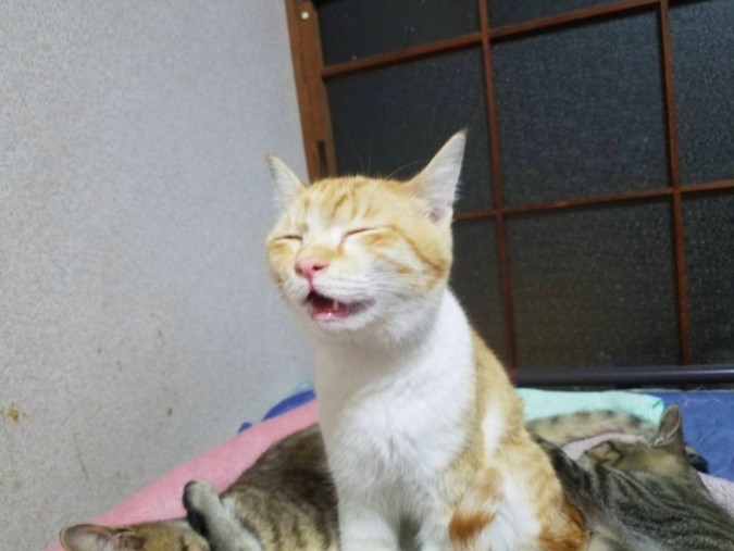 日本,橘貓,推特熱文