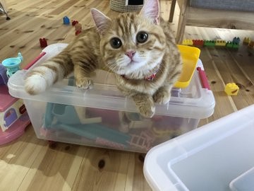 日本推特熱文,橘貓